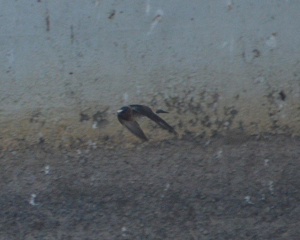 Cliff Swallow (pyrrhonota Group) - ML243314501