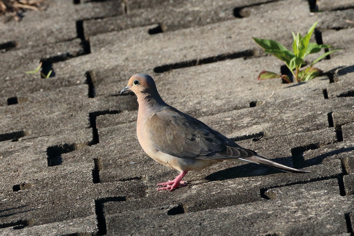 Mourning Dove - ML243314871