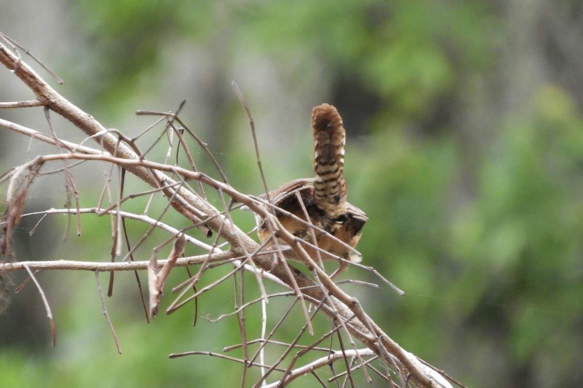 Carolina Wren - Bobbie Elbert