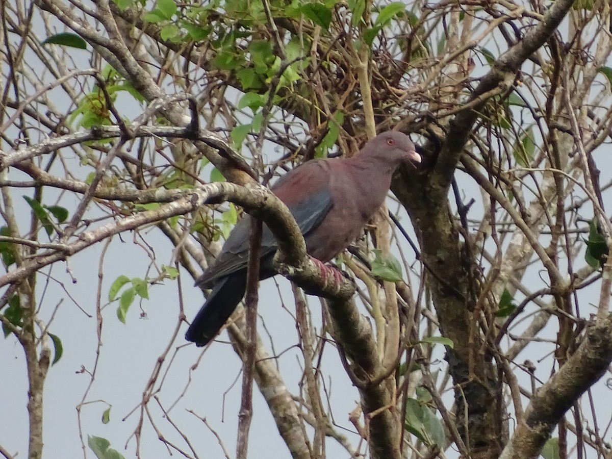 Red-billed Pigeon - ML24331921