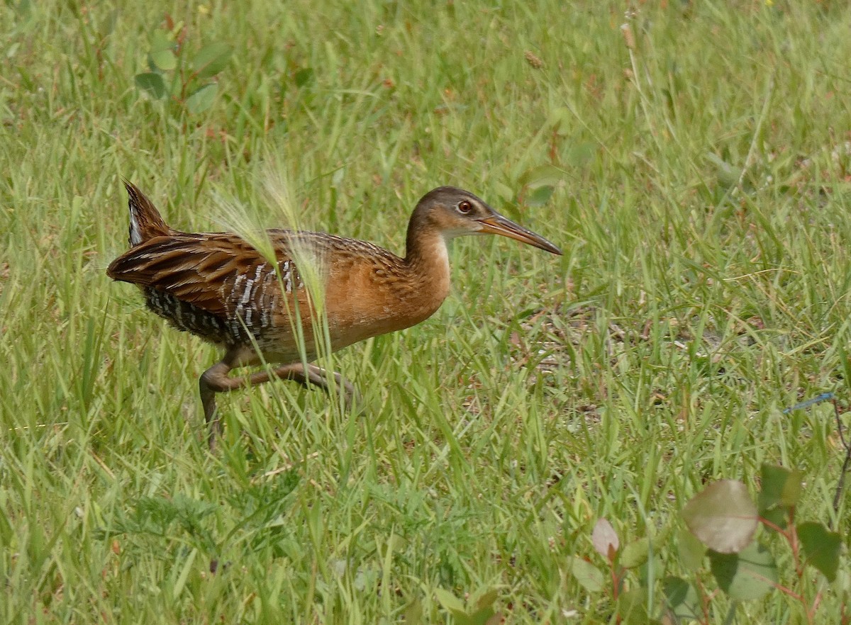 King Rail - ML243319541