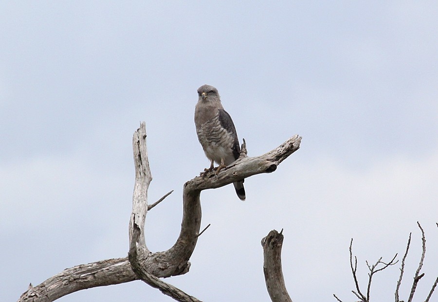 Fasciated Snake-Eagle - Chris Charlesworth