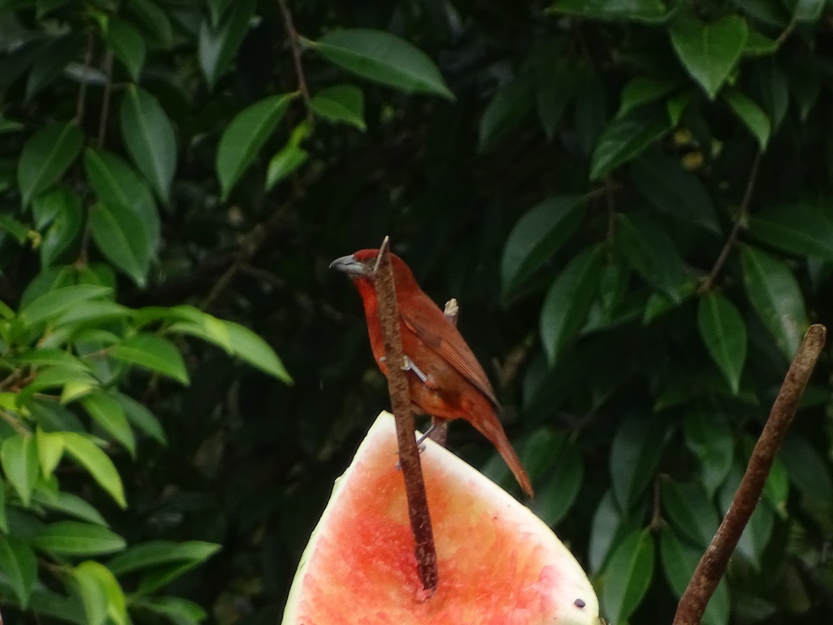 Hepatic Tanager - ML24332071