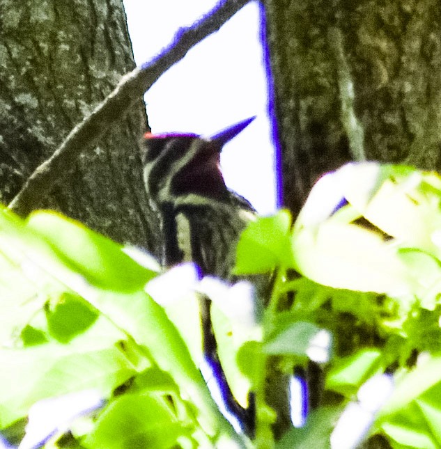 Yellow-bellied Sapsucker - ML243321121
