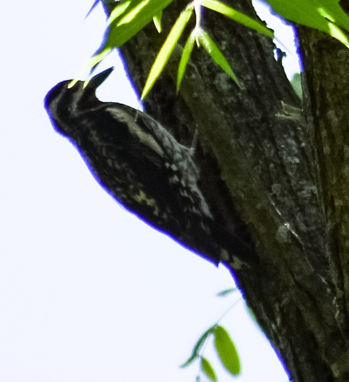 Yellow-bellied Sapsucker - ML243321141