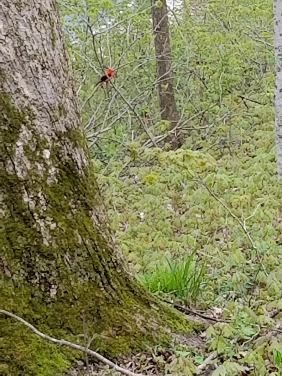 Scarlet Tanager - ML243321151