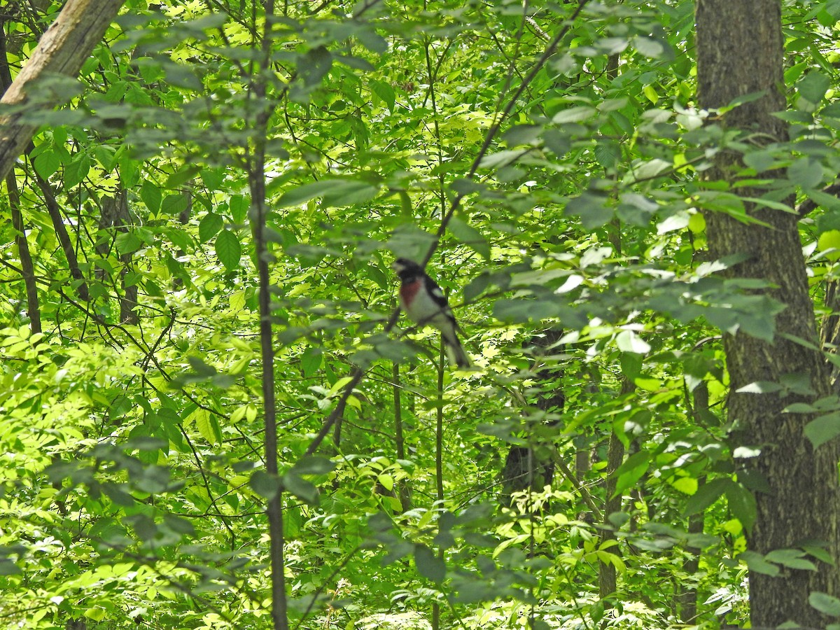 Rose-breasted Grosbeak - ML243321331