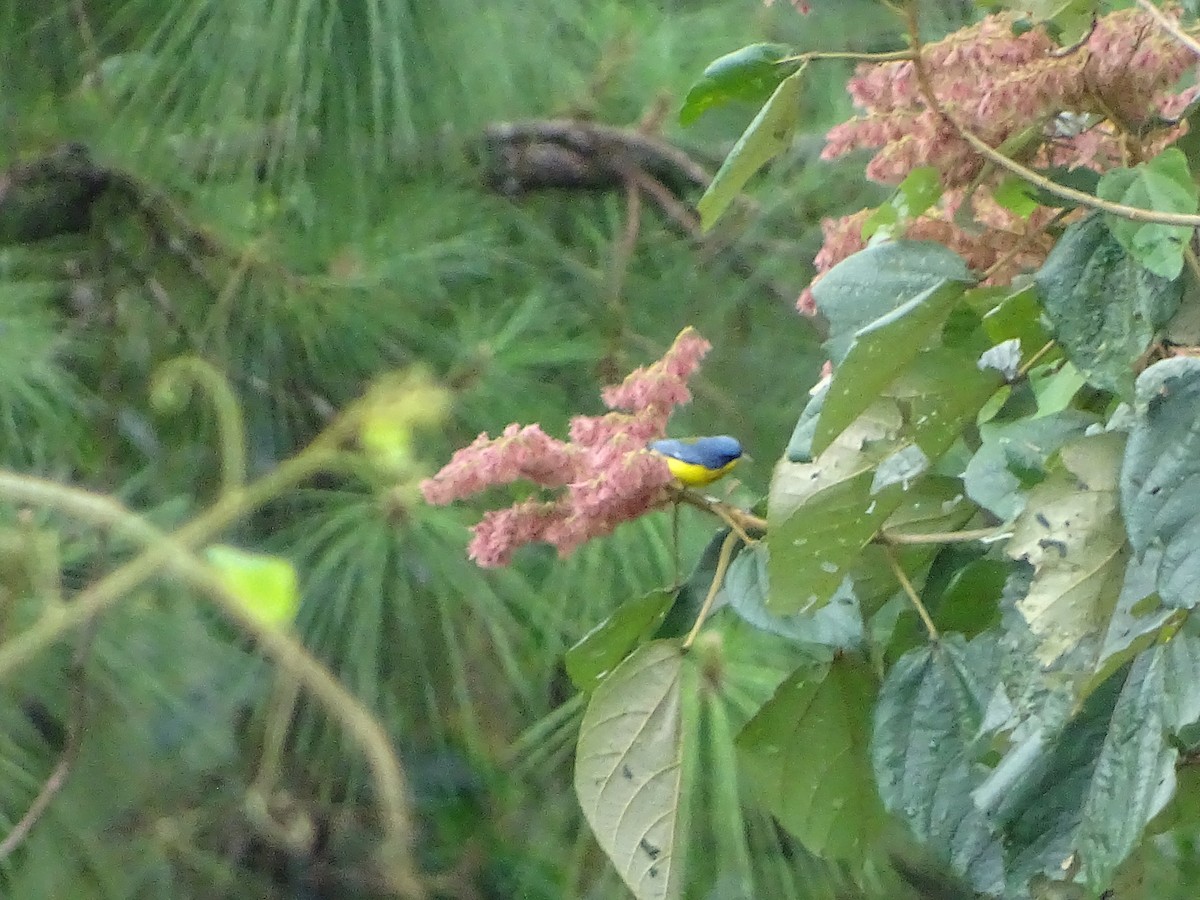 Tropical Parula - ML24332141