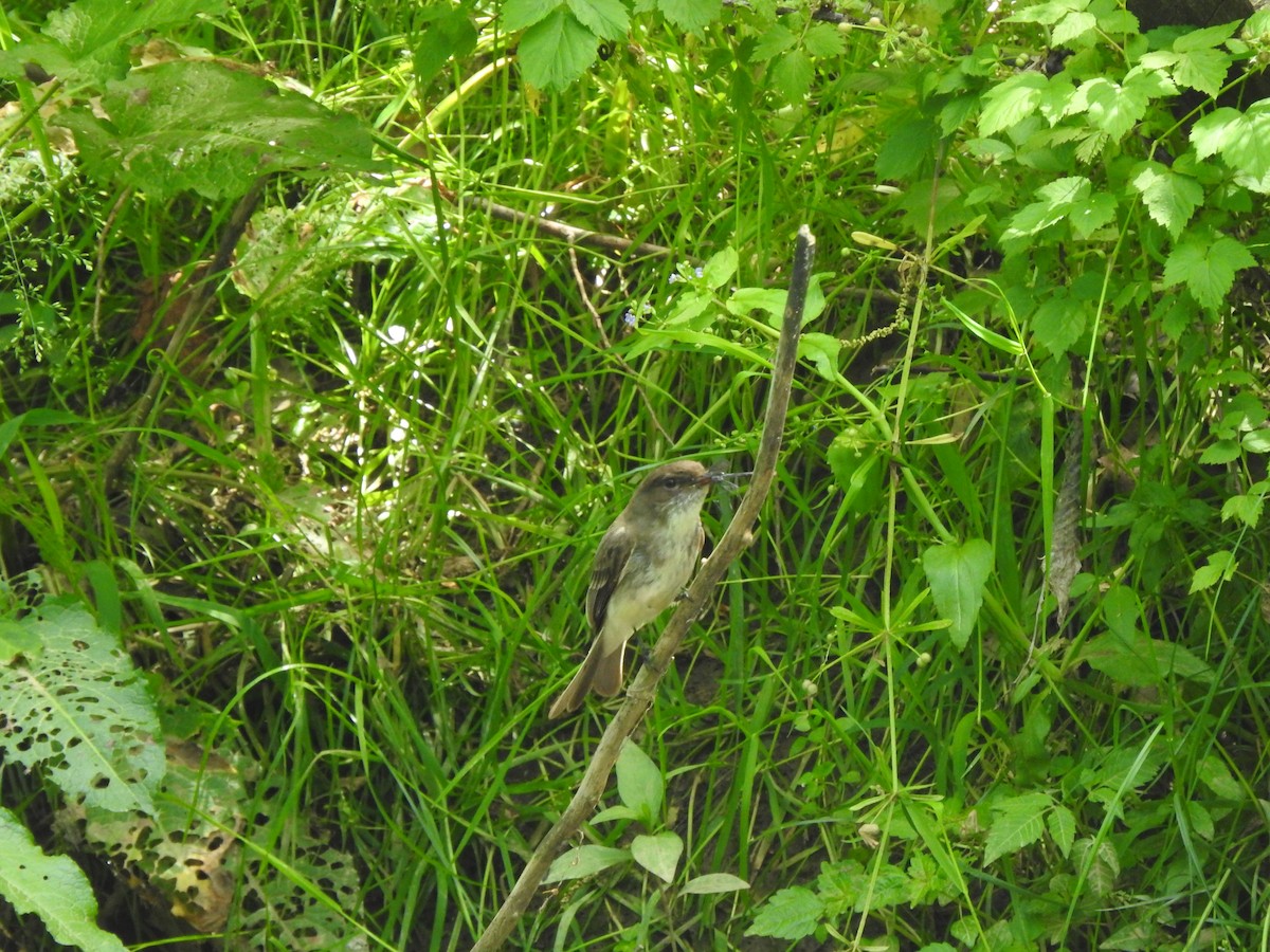 Eastern Phoebe - ML243321591