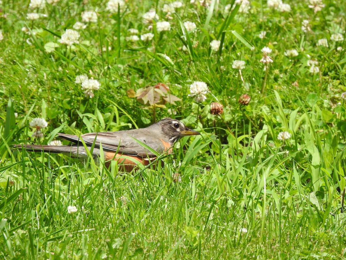 American Robin - ML243321901