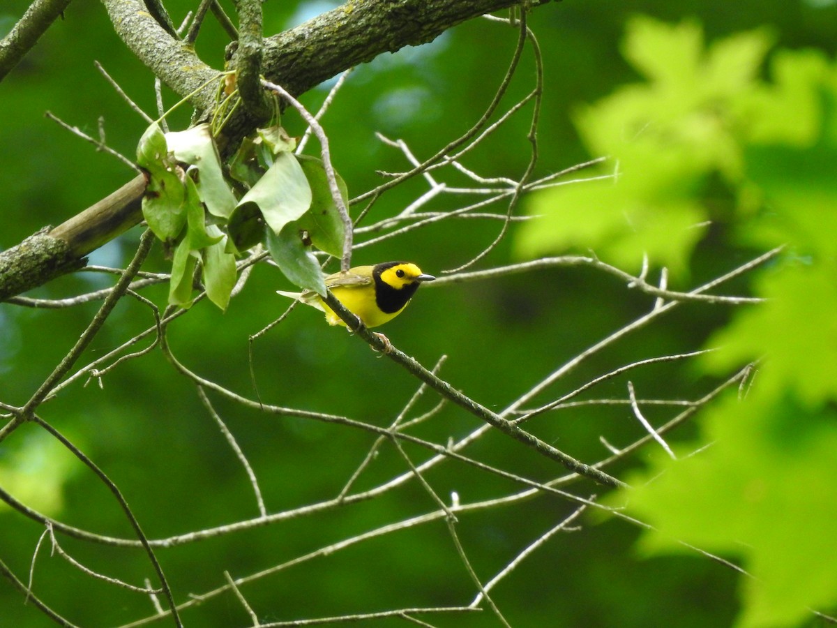 Hooded Warbler - ML243322461