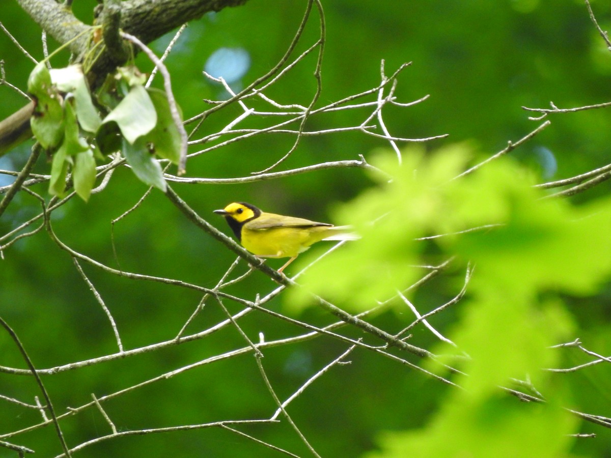 Hooded Warbler - ML243322491