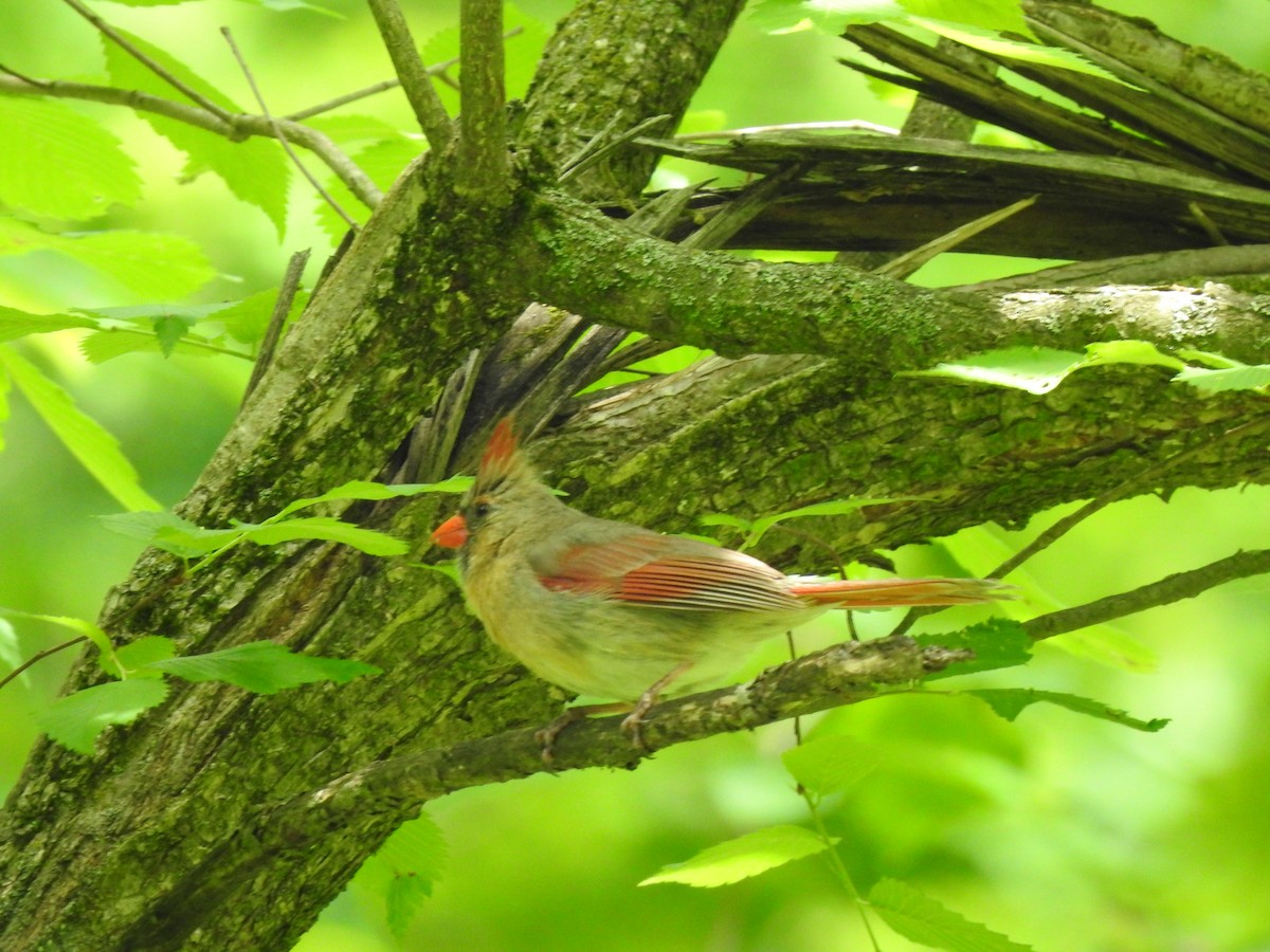 Northern Cardinal - ML243322591