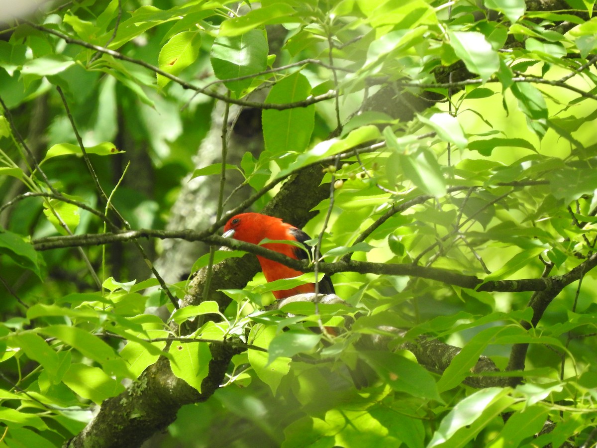 Scarlet Tanager - ML243322881