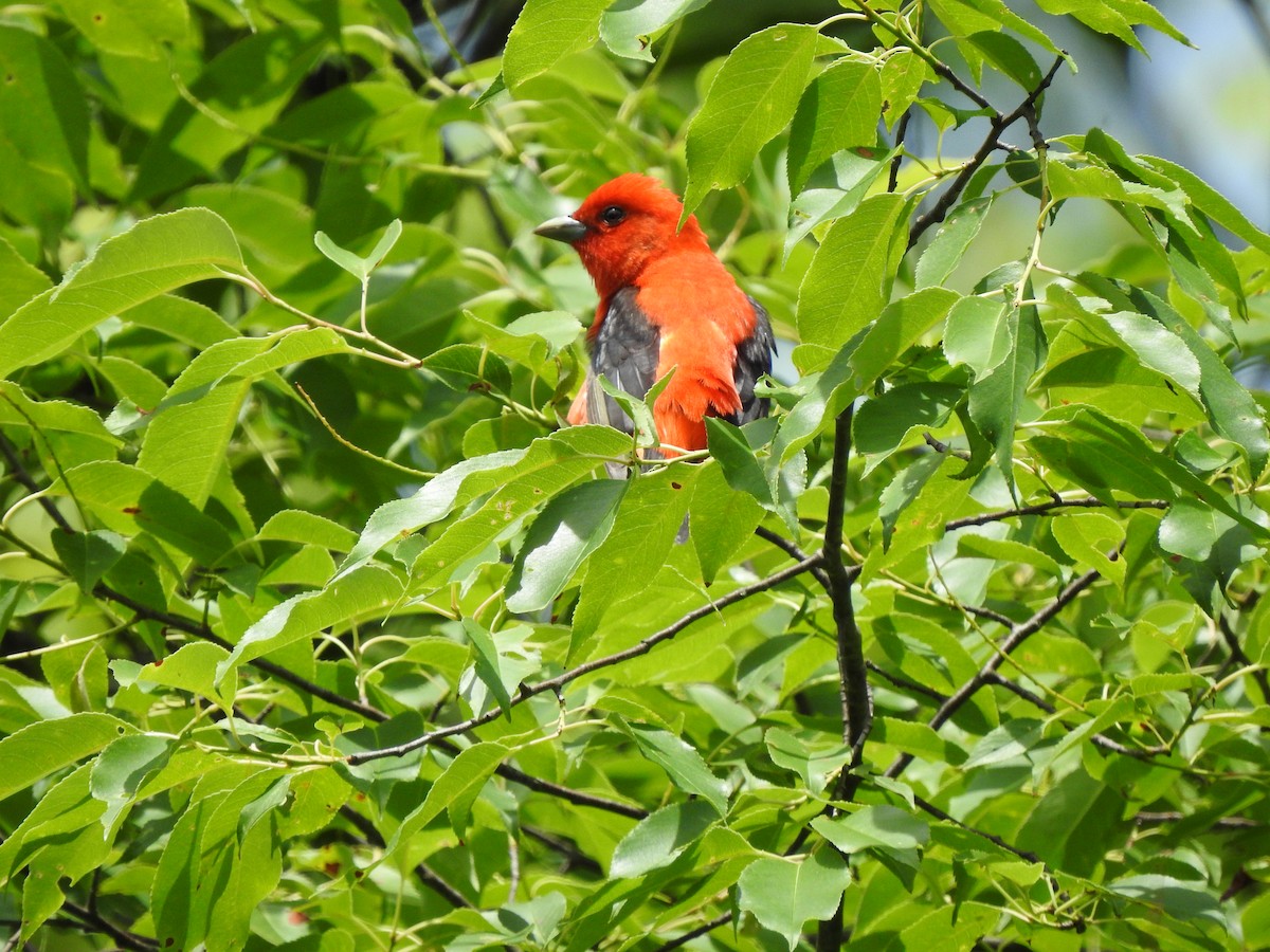 Scarlet Tanager - ML243322901