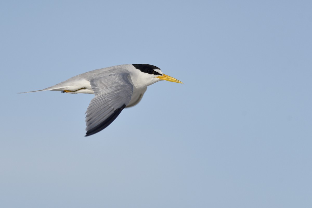 Least Tern - ML243325721