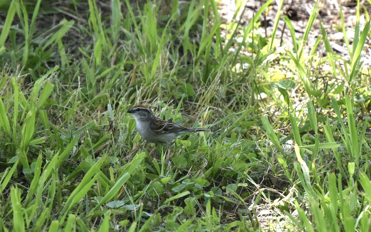 Chipping Sparrow - Matt Lawing