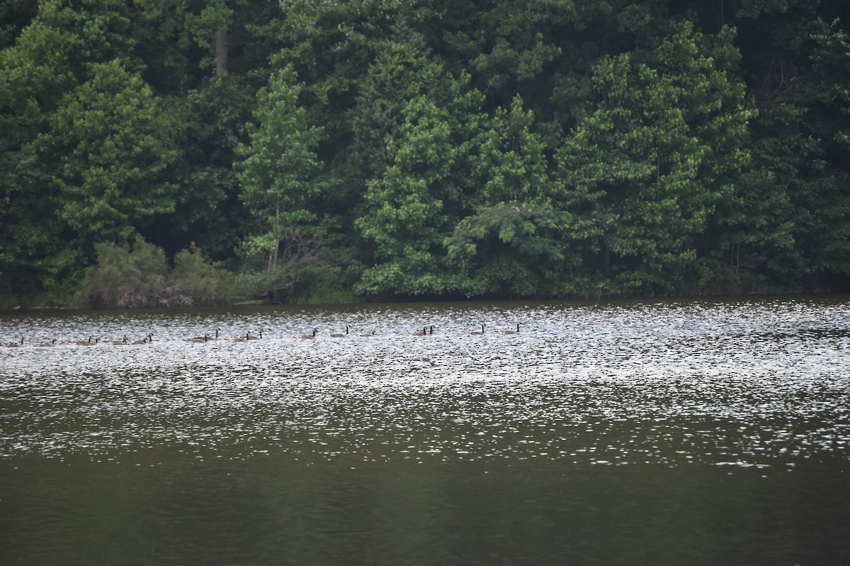 Canada Goose - Matt Lawing