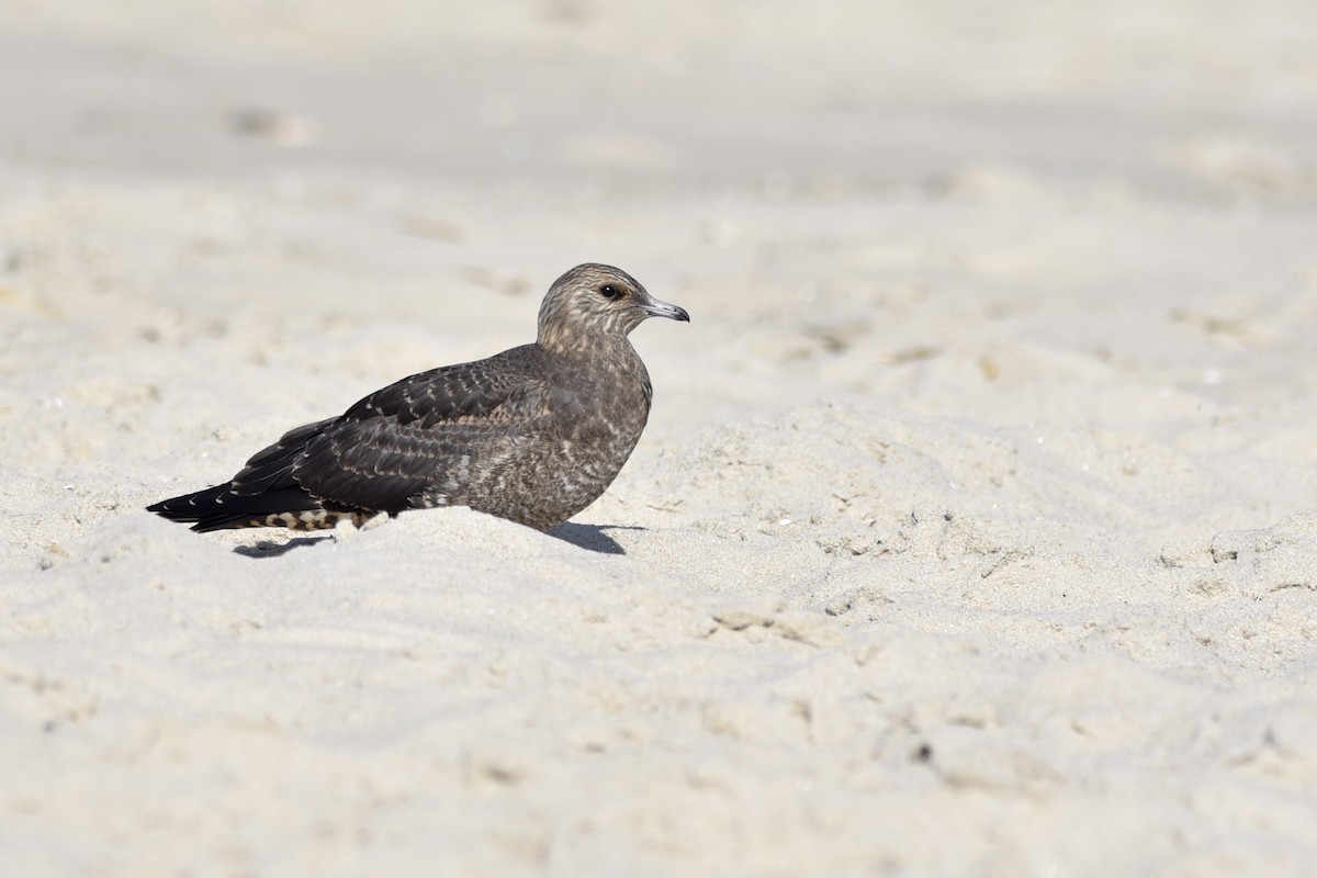 Parasitic Jaeger - Daniel Irons