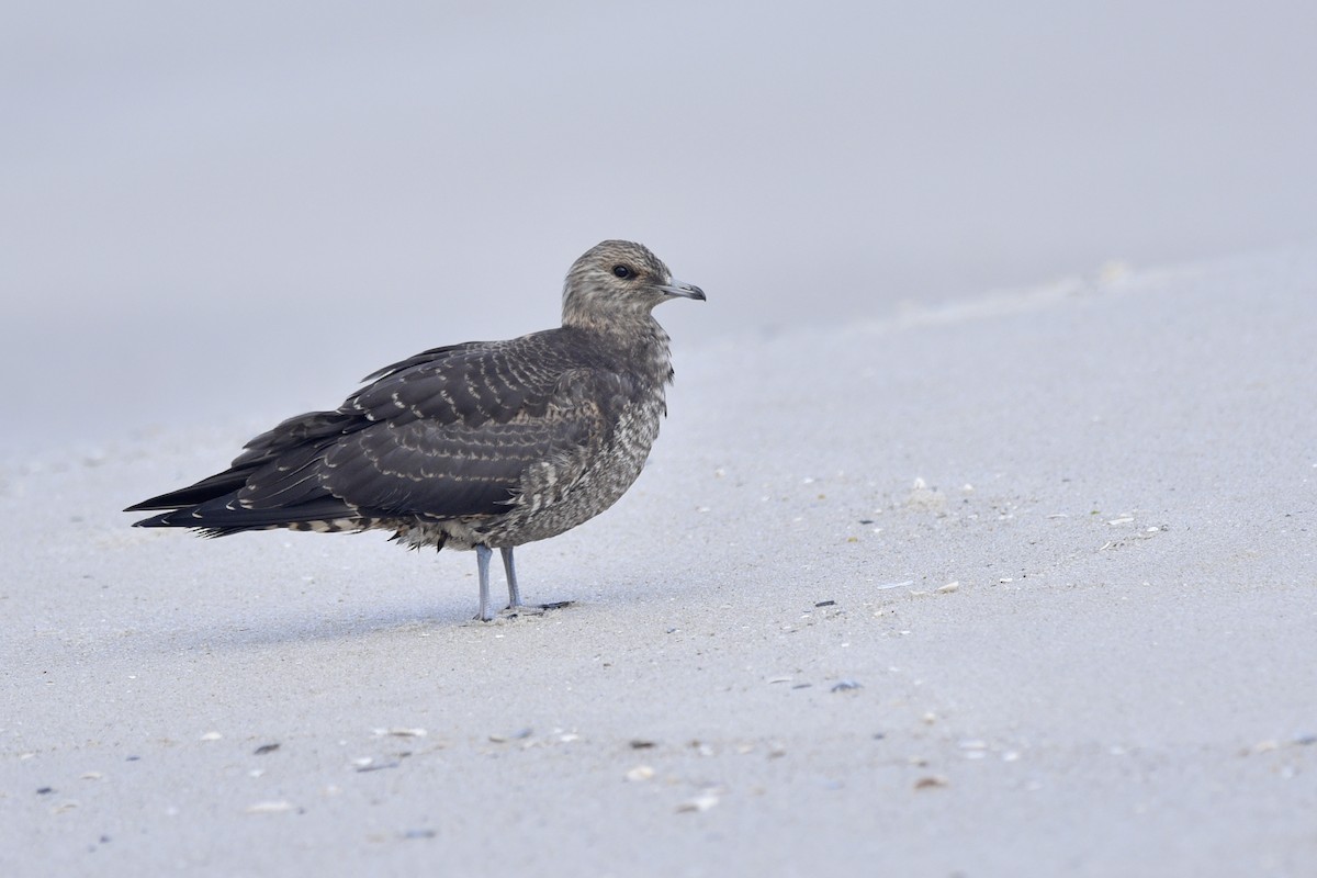 Parasitic Jaeger - ML243328141