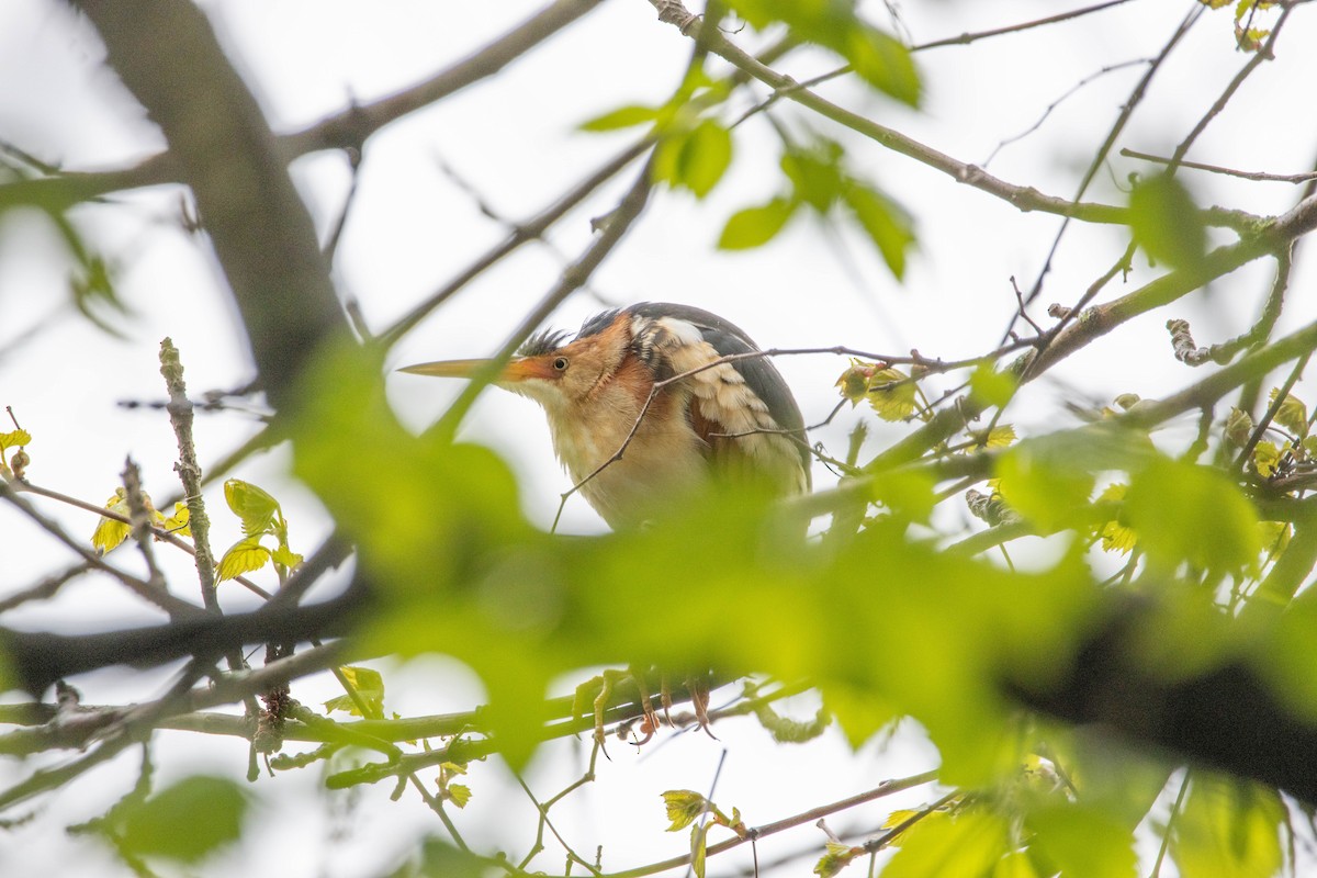 Least Bittern - ML243328351