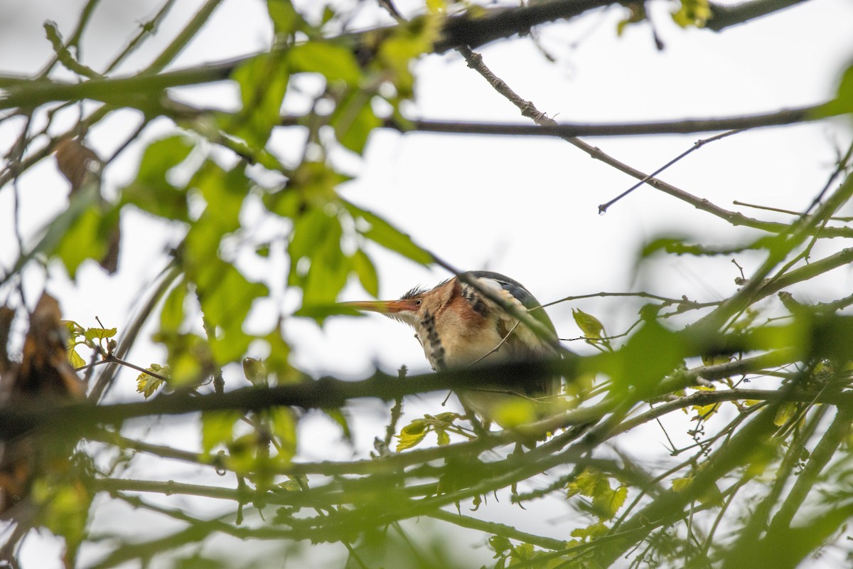 Least Bittern - ML243328471