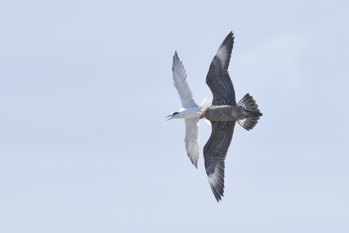 Parasitic Jaeger - ML243328751