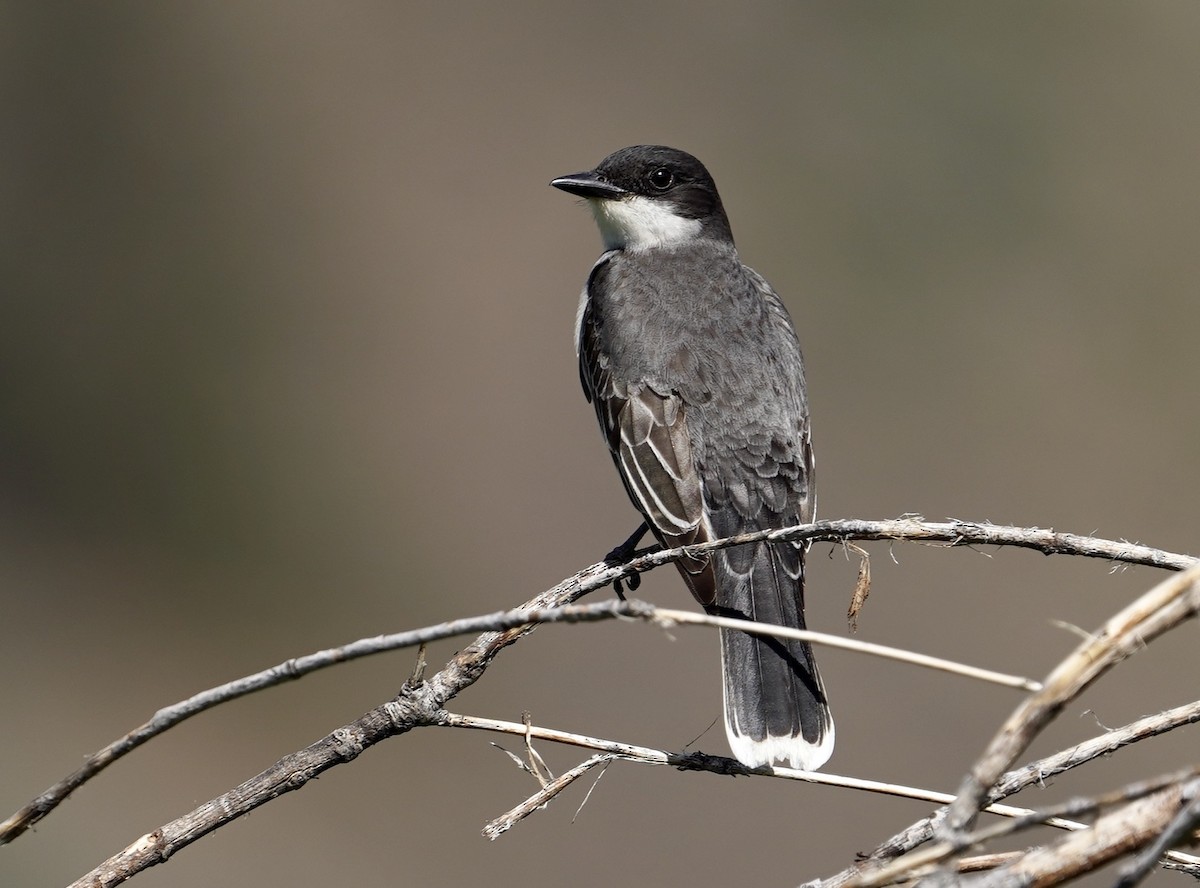 Eastern Kingbird - ML243329101