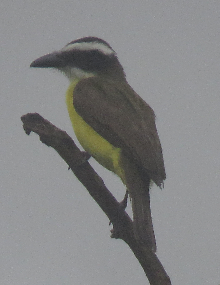eBird Checklist - 13 Jun 2020 - Jardín Jaraindia - 45 species