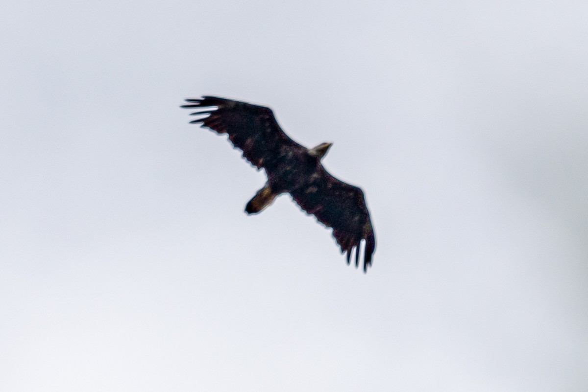 Bald Eagle - ML243330681