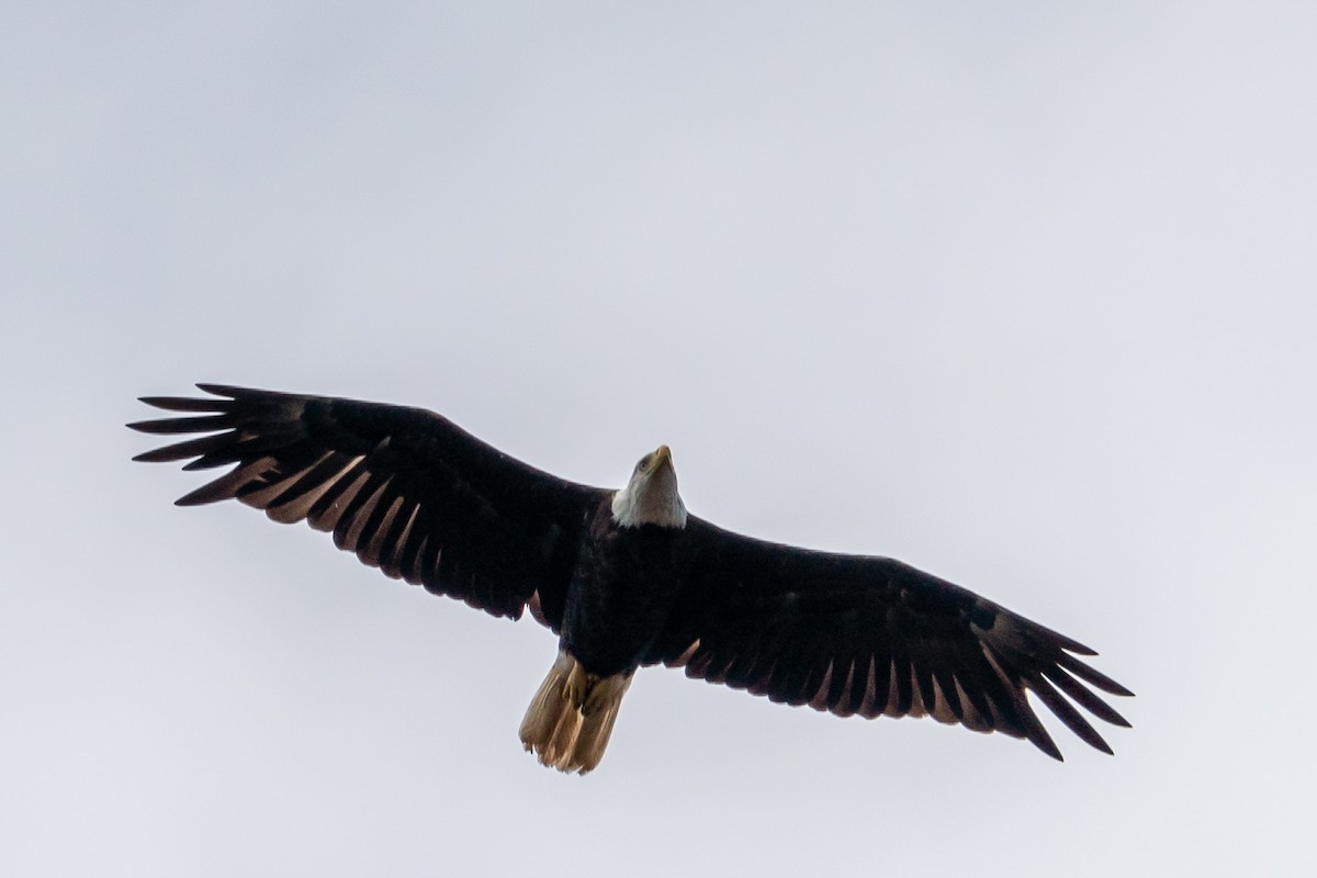 Bald Eagle - ML243330691