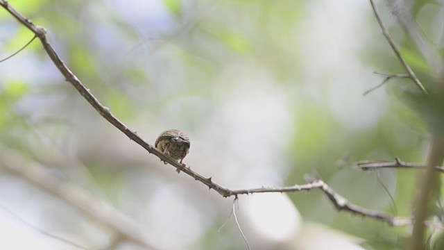 Rusty-necked Piculet - ML243331631