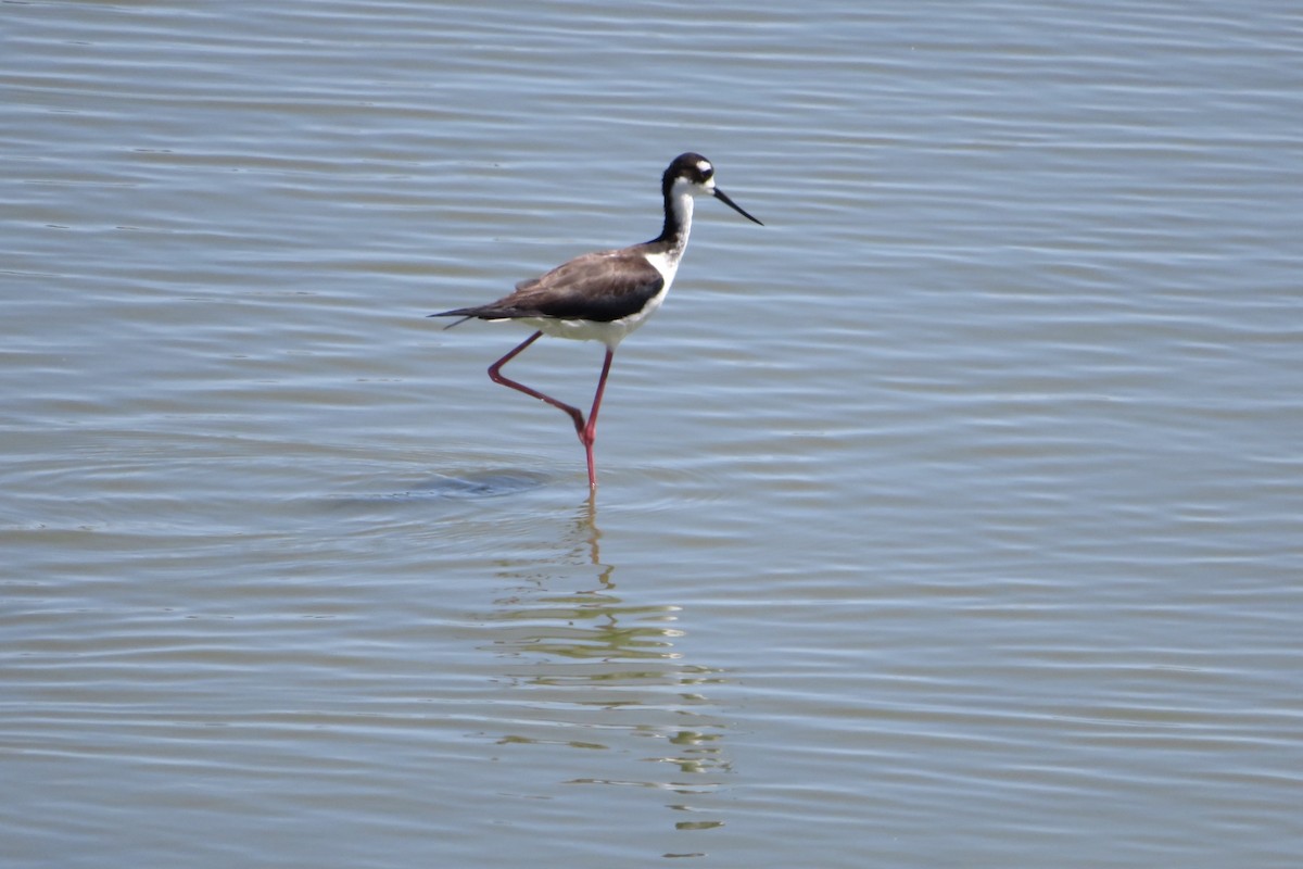 Black-necked Stilt - Anita Toney