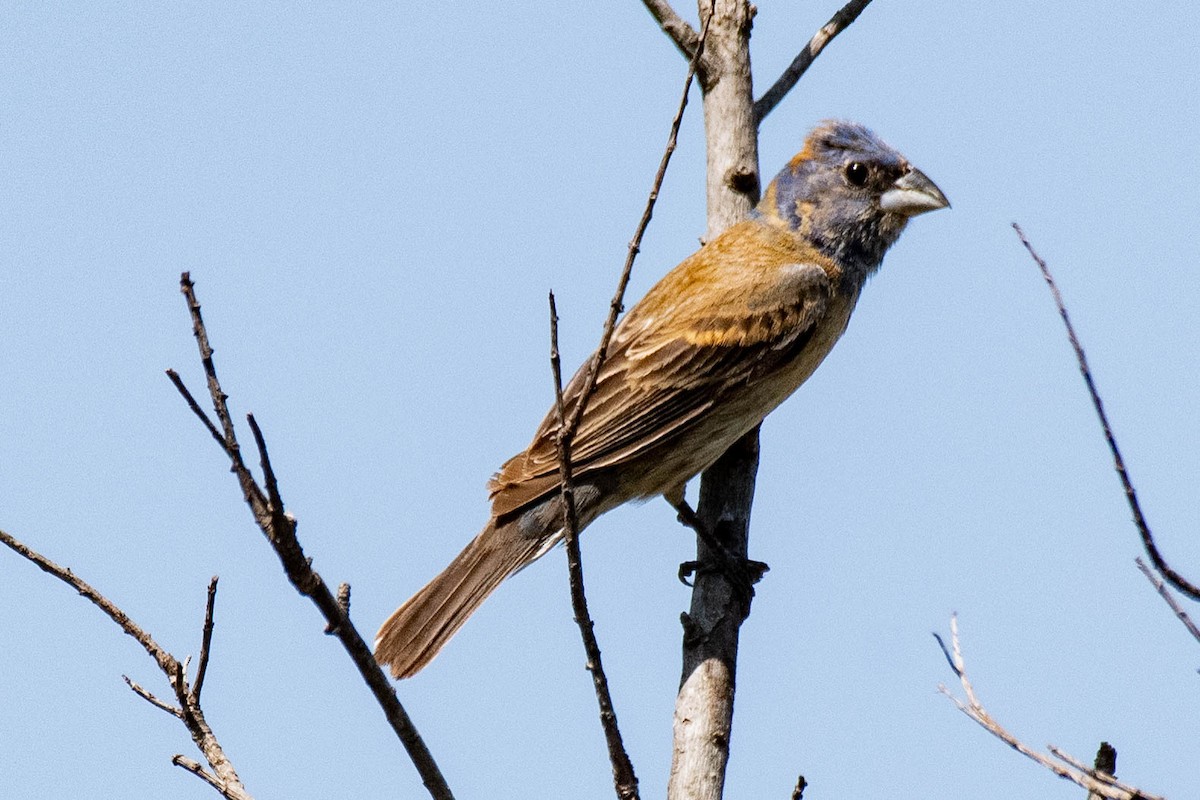 Blue Grosbeak - James McNamara
