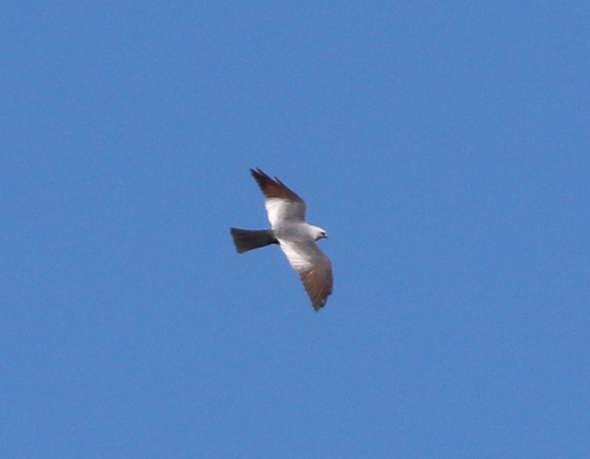 Mississippi Kite - ML243334231