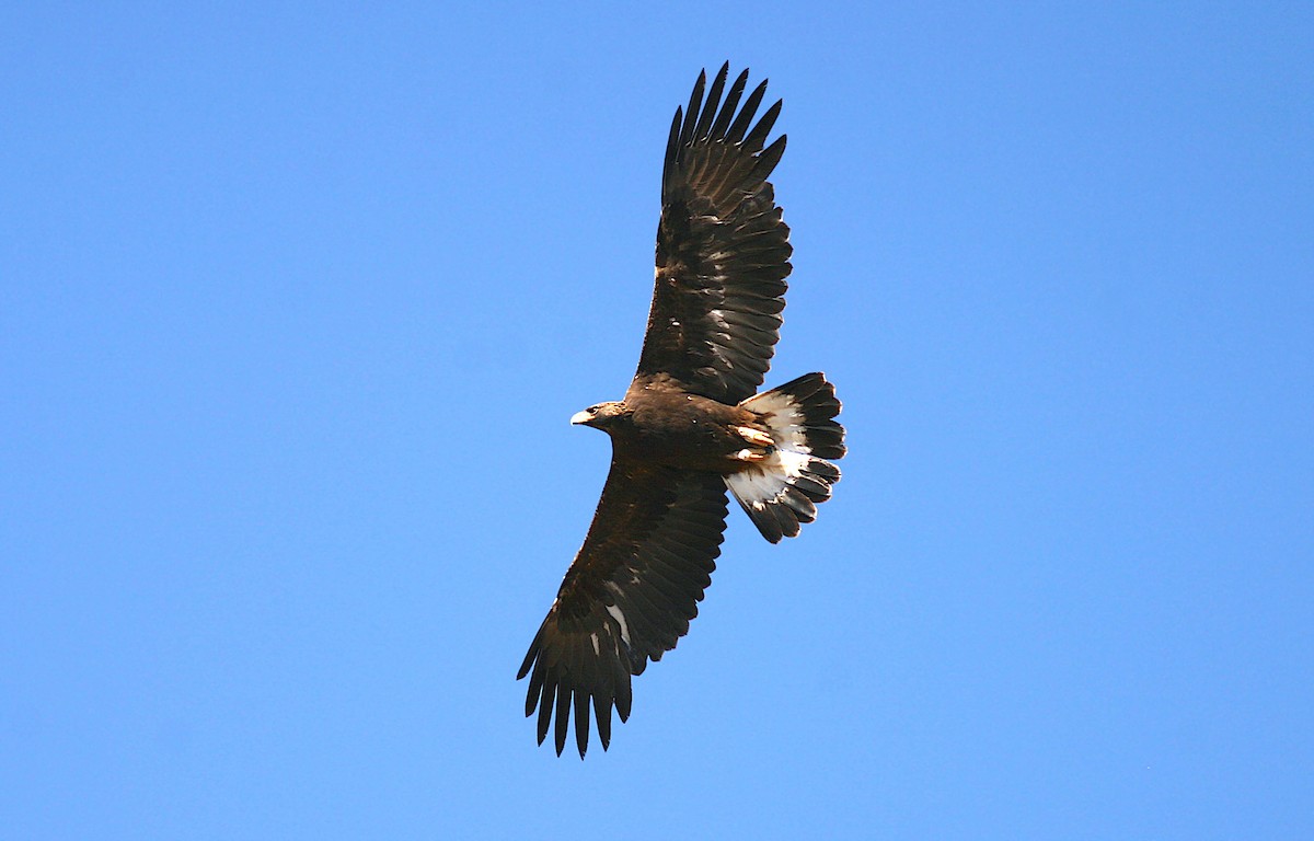 Golden Eagle - Jerry Liguori