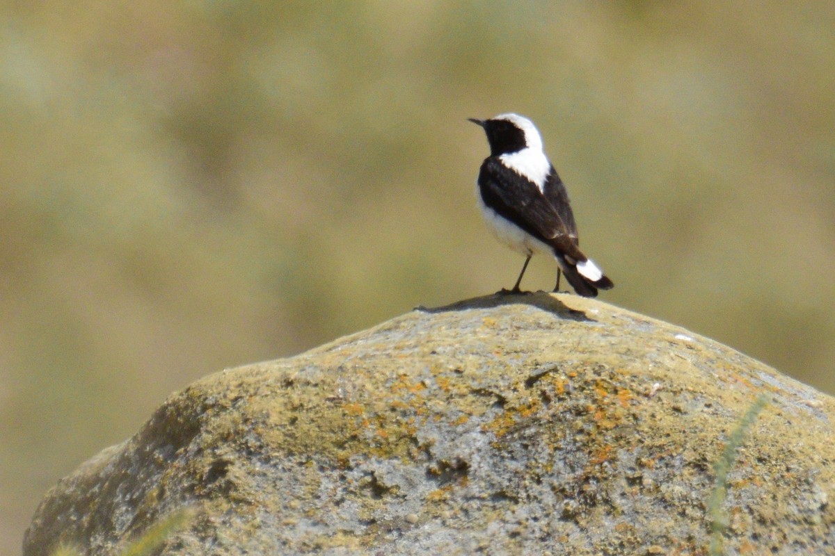 Finsch's Wheatear - ML243335341