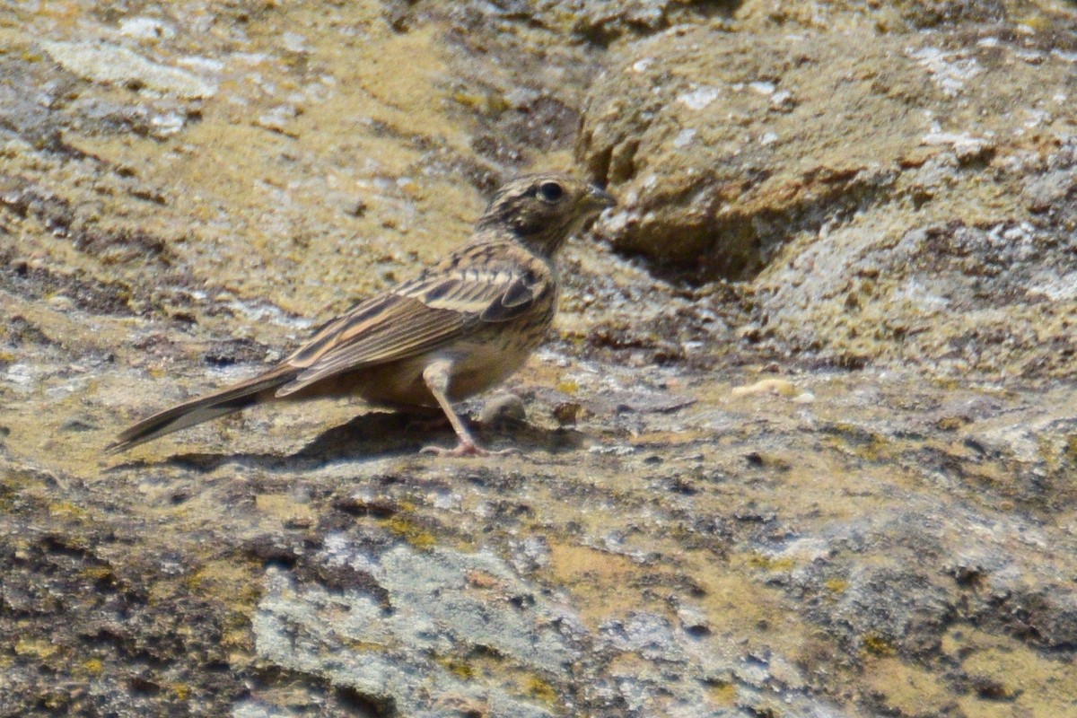 Corn Bunting - ML243337531