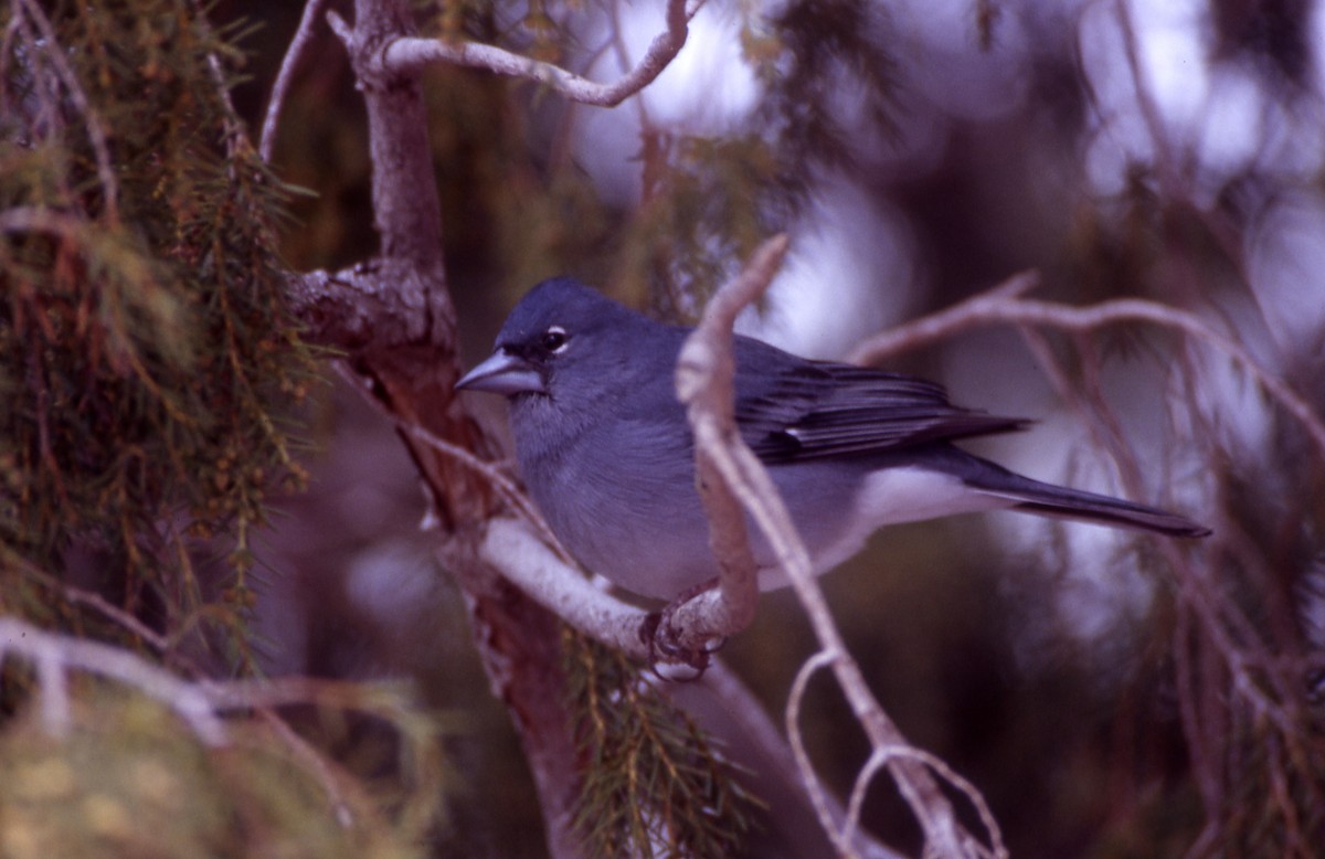 Tenerife Blue Chaffinch - ML24333851