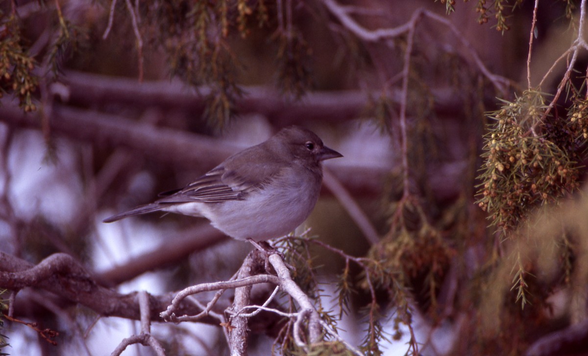 Tenerife Blue Chaffinch - ML24333861