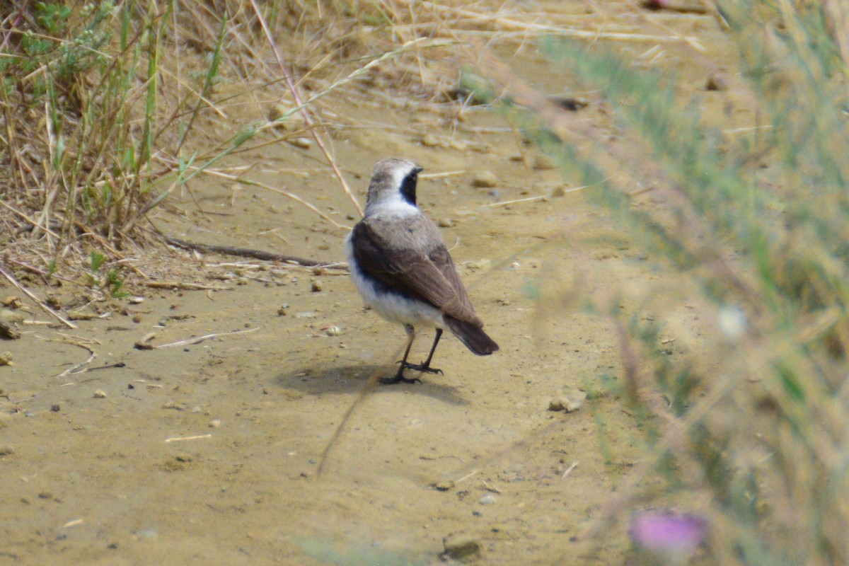 Eastern Black-eared Wheatear - ML243338681