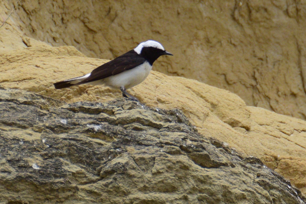 Pied Wheatear - ML243338781