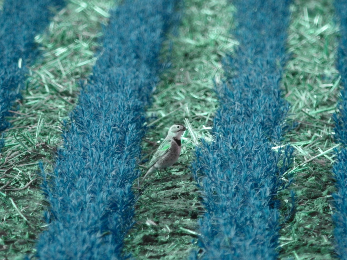 Thick-billed Longspur - ML243339181