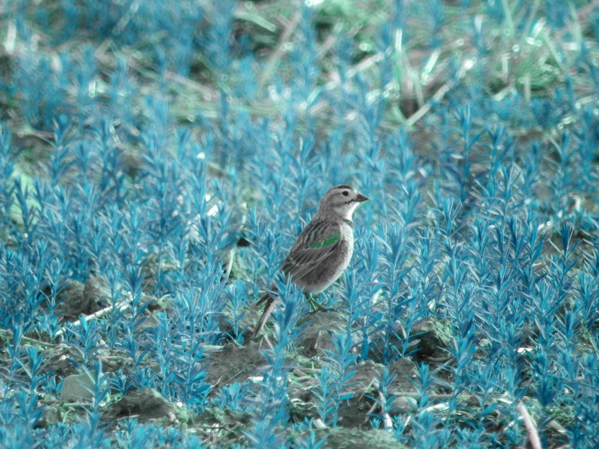 Thick-billed Longspur - Michael Sveen