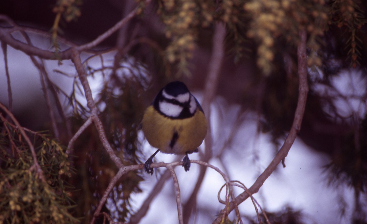 African Blue Tit - ML24333921