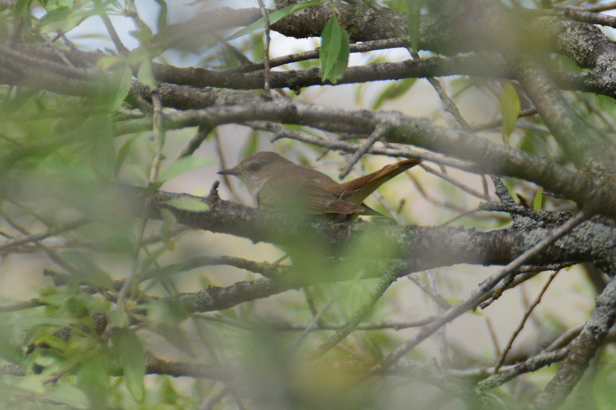 Common Nightingale - Ben  Lucking