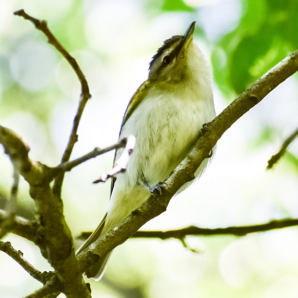 Vireo begigorria - ML243339921