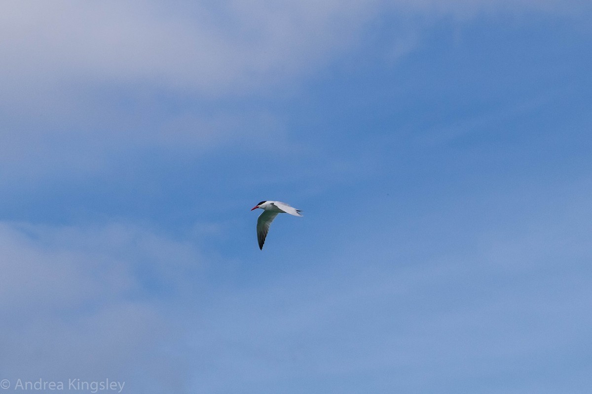 Caspian Tern - Andrea Kingsley