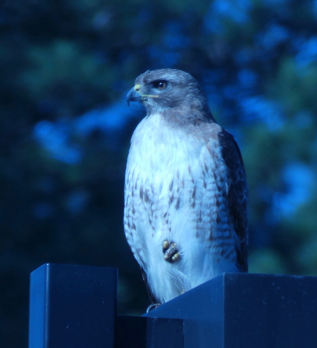 Red-tailed Hawk - ML243341431