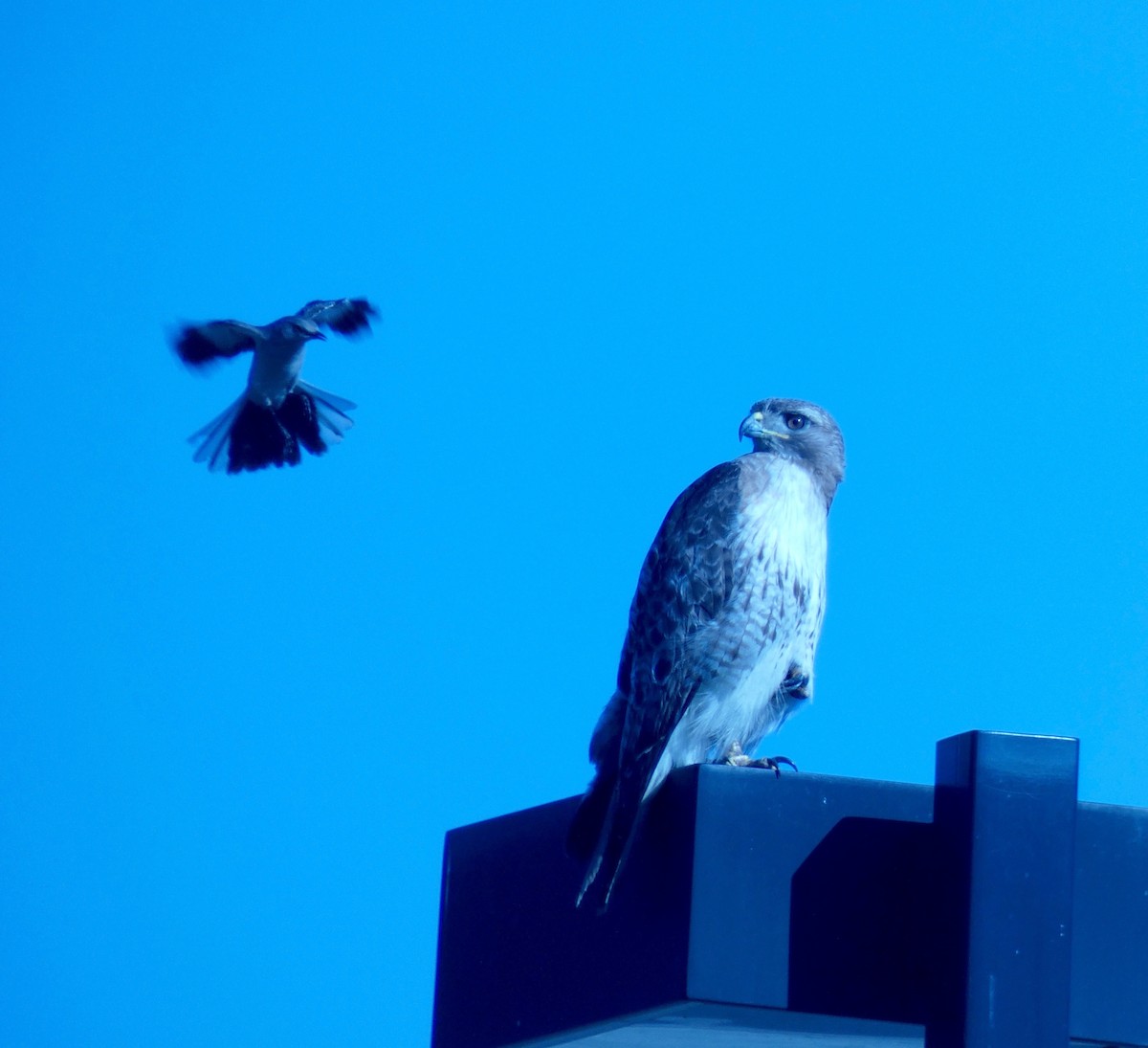 Red-tailed Hawk - ML243341441